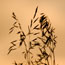 Grasses