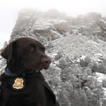 Service dogs are allowed.