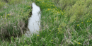 The narrow Niobrara River at Agate Fossil Beds, with the yellow flag (iris) in bloom. The narrow Niobrara River at Agate Fossil Beds, with the yellow flag (iris) in bloom.