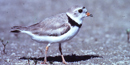 Piping Plover Piping Plover