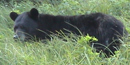Bear on Stockton Island Bear on Stockton Island