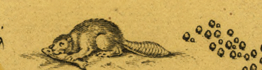 excerpt from early map - drawing of a beaver