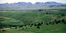 Bison herd in the Badlands Wilderness Area Bison herd in the Badlands Wilderness Area