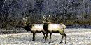 Two bull elk in pasture at Buffalo National River. Two bull elk in pasture at Buffalo National River.