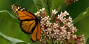 Monarch Butterfly - US Fish and Wildlife Service Photo Monarch Butterfly - US Fish and Wildlife Service Photo