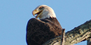 Photo of Bald Eagle taken in Cuyahoga Valley National Park where an eagle pair built their first nest in 2006. Photo by Martin Trimmer. Photo of Bald Eagle taken in Cuyahoga Valley National Park where an eagle pair built their first nest in 2006. Photo by Martin Trimmer.