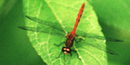 Dragonfly image by NPS volunteer John Catalano. Dragonfly image by NPS volunteer John Catalano.