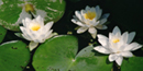 Water lilies in beaver marsh area of Cuyahoga Valley National Park. Photo by NPS volunteer John Catalano. Water lilies in beaver marsh area of Cuyahoga Valley National Park. Photo by NPS volunteer John Catalano.