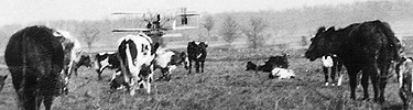 Huffman Prairie with cows and airplane around 1904.