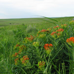 What a beautiful view of the prairie!