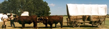 Team of Oxen at Fort Larned NHS.