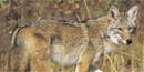 A coyote in Kansas A coyote in Kansas