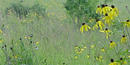 Yellow coneflowers in the lush green prairie grass. Yellow coneflowers in the lush green prairie grass.