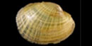 Freshwater mussel shell.