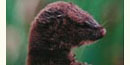 Least weasel, the smallest living carnivore.