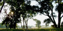 Morning sun through trees Morning sun through trees