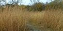 Prairie Prairie