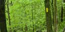 A yellow blaze marks the route of the Ice Age Trail. A yellow blaze marks the route of the Ice Age Trail.