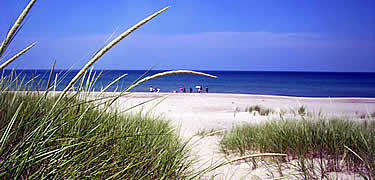 looking under curved grass seed head toward beach with people swimming