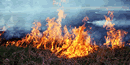 Close-up of flames burning a prairie Close-up of flames burning a prairie