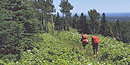 Backpackers hike the Greenstone Ridge trail. Backpackers hike the Greenstone Ridge trail.
