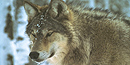 Eastern Gray Wolf portrait. Eastern Gray Wolf portrait.