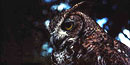 Closeup of the head of an owl/NPS File Photo Closeup of the head of an owl/NPS File Photo