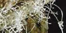 Beautiful gypsum flowers in Jewel Cave/NPS file photo Beautiful gypsum flowers in Jewel Cave/NPS file photo