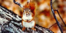 Red squirrel sitting on a branch/NPS file photo Red squirrel sitting on a branch/NPS file photo