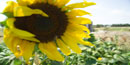 sunflower head sunflower head