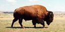 Bison grazing Bison grazing