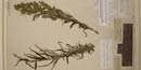 Pressed plant from Expedition, now at the Academy of Natural Sciences Pressed plant from Expedition, now at the Academy of Natural Sciences