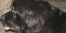 Seaman was Lewis's Newfoundland dog Seaman was Lewis's Newfoundland dog