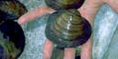 Mussels, One being in a person's hand Mussels, One being in a person's hand