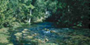 Blue Spring is 310 feet deep. Blue Spring is 310 feet deep.