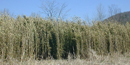 thick stand of rivercane, which looks like bamboo. thick stand of rivercane, which looks like bamboo.