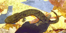 Ozark hellbender Ozark hellbender