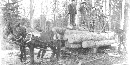 Blackand white old photo of three men standing on logs loaded on a wagon with horses attached Blackand white old photo of three men standing on logs loaded on a wagon with horses attached