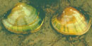 Two mussels or clams on sand. They are yellowish brown with greenish stripes Two mussels or clams on sand. They are yellowish brown with greenish stripes