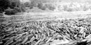 Black and White photo of the St. Croix river clogged with logs Black and White photo of the St. Croix river clogged with logs