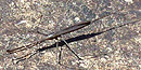 A very narrow insect with skinny legs and a tail A very narrow insect with skinny legs and a tail