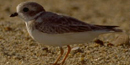 Piping Plover Piping Plover