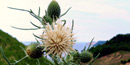 Pitcher's Thistle Pitcher's Thistle