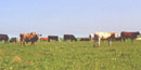 Grazing cattle at Tallgrass Prairie National Preserve Grazing cattle at Tallgrass Prairie National Preserve