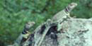 Collared lizards at Tallgrass Prairie National Preserve Collared lizards at Tallgrass Prairie National Preserve