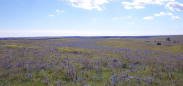 Field of blue sage at the preserve