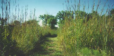 Southwind Nature Trail bluestem at 6 feet high