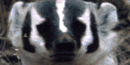 Badger Badger