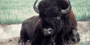 Bison Bison