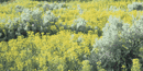 Weeds Weeds